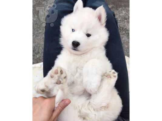 δροσερό σιβέζικο huskies Buddy και Ruddy
